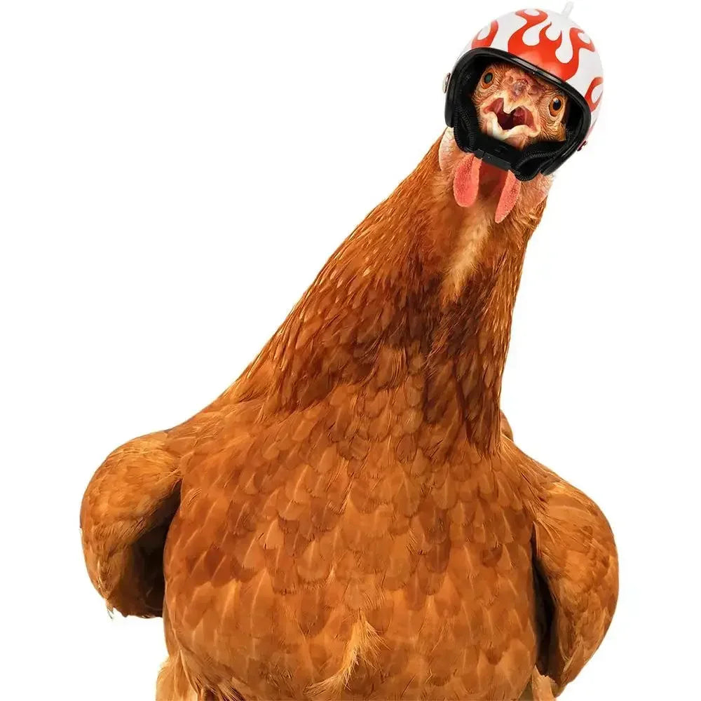 Chicken Helmet Pet Safety Funny Parrot Headwear Small Pet Hard Sun Rain Protection Small Helmets Accessories for Bird Parakeet