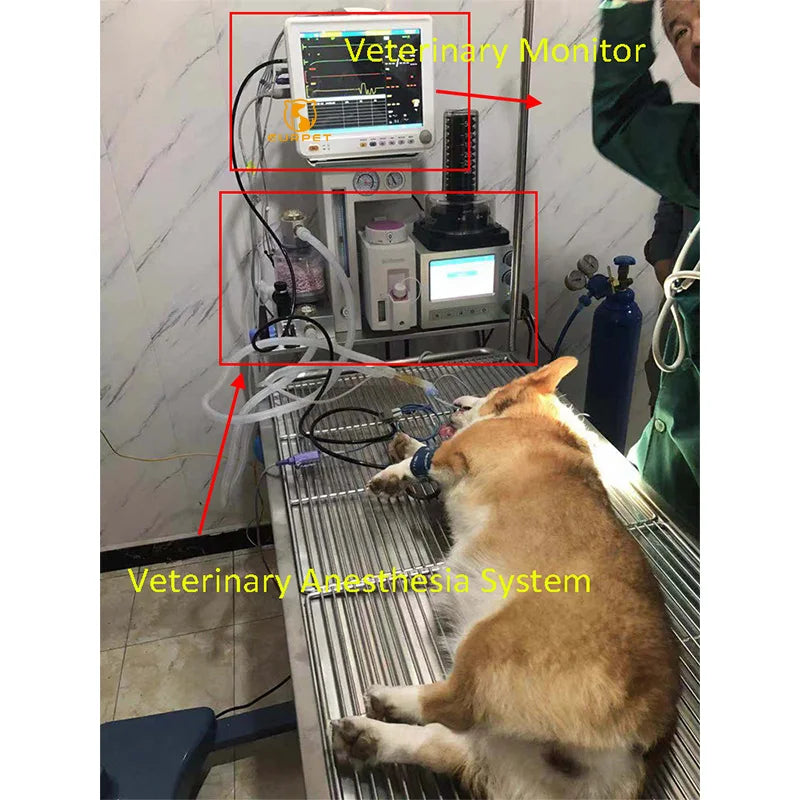 EUR PET Best Selling Veterinary Equipment Anesthesia Pet Clinic Use Anesthesia System Portable Anesthesia Circuits