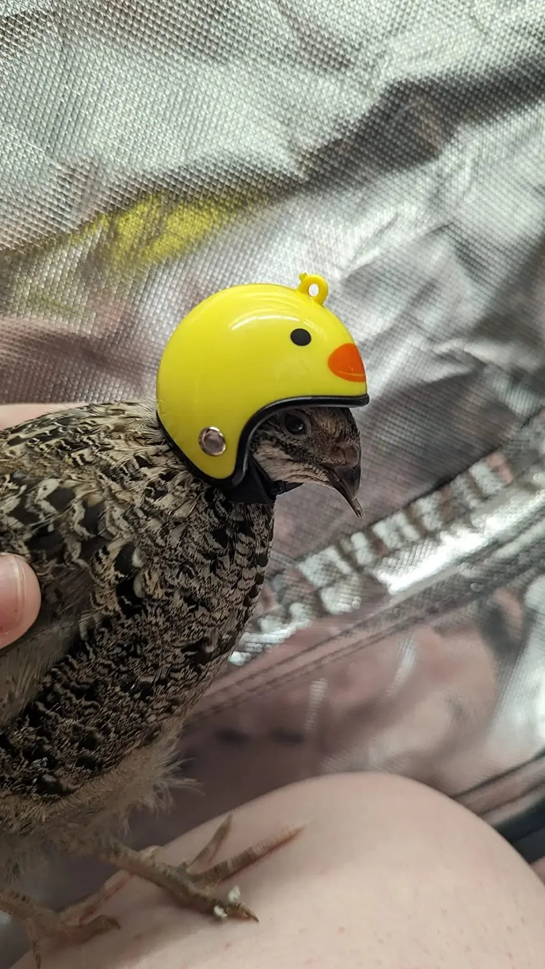 Chicken Helmet Pet Safety Funny Parrot Headwear Small Pet Hard Sun Rain Protection Small Helmets Accessories for Bird Parakeet